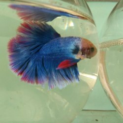 golden-aquarium-udamalpet-bazaar-udumalpet-pet-shops-gwxw2-250